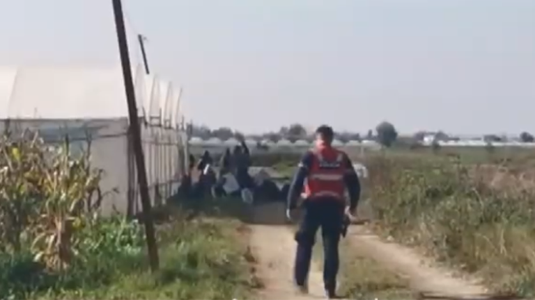 EMRAT/ Ngritën katër sera me kanabis në Berat, mbeten në burg 6 të arrestuarit me urdhër të SPAK