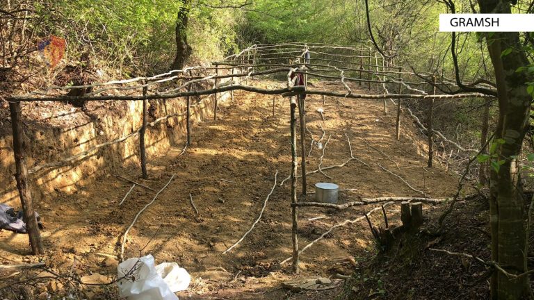 Gramsh/ Në vend të domateve mbillnin kanabis! Arrestohen 3 persona