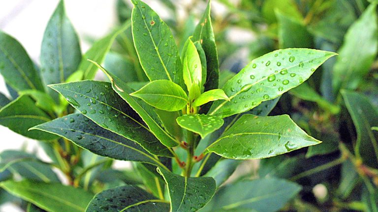 Funksionon Vërtet – Kura Tradicionale me Gjethe Dafine për Shëndetin e Pankreasit