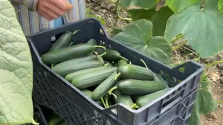 Fermerët e Myzeqesë përballen me luhatjet e çmimeve të shitjes së perimeve, një pjesë e prodhimit po u ngelet pa shitur