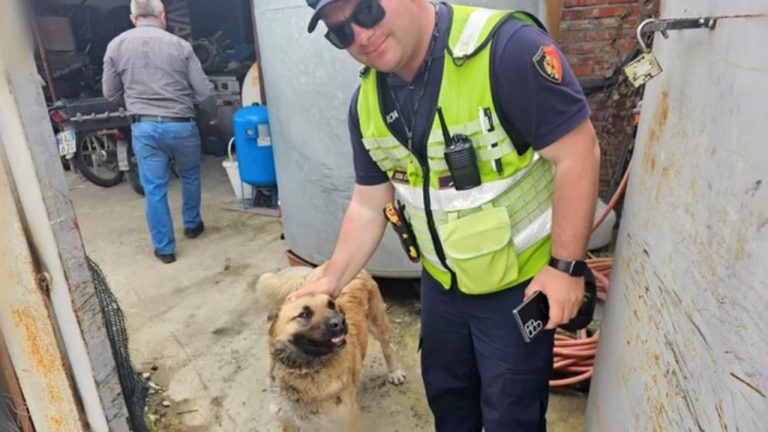 Tërhoqi një qen me zinxhir pas automjetit, nën hetim autori. U gjobit me 6 mijë lekë