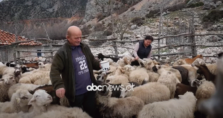 Kujdeset për bagëtitë/ Bariu nga Librazhdi: Kam 300 krerë, zgjohem natën i kontrolloj
