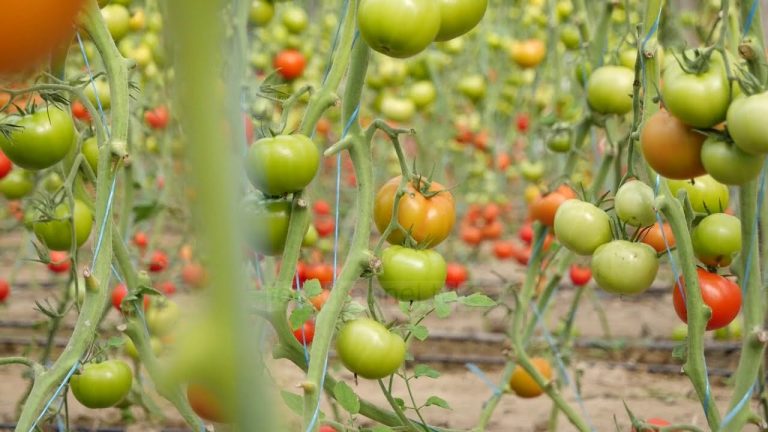 Ishin me pesticide të rrezikshme/ Pas pjeshkëve, Kroacia asgjëson edhe 4 ton domate nga Shqipëria