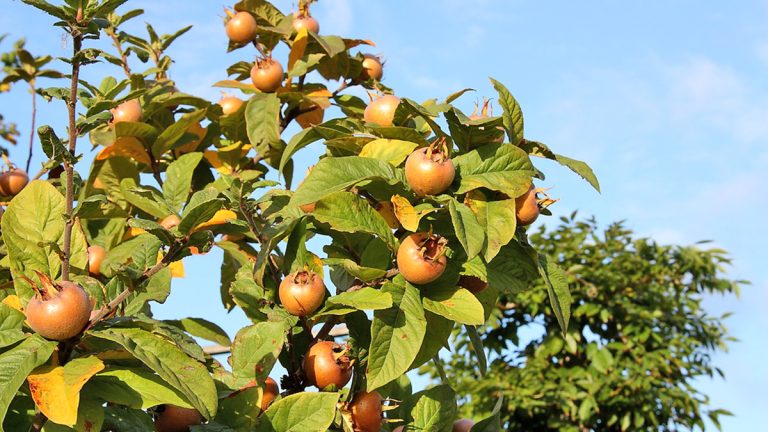 Efektet Shëndetësore të Muçmollave Shqiptare