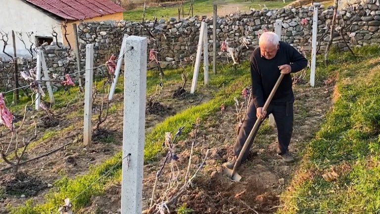 Ishte duke punuar tokën, humb jetën 62-vjeçari