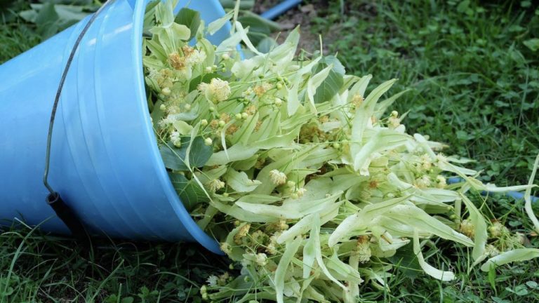 Lulja e blirit, me aromë e veti shumë të mira shëndetësore