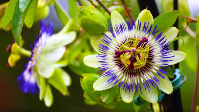 Luftoni Stresin dhe Ankthin me Lulen e Sahatit