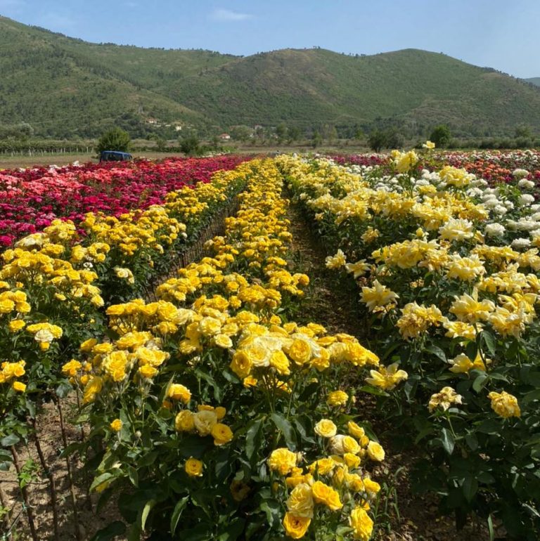 Festivali i trëndafilave  në Labinot të Elbasanit