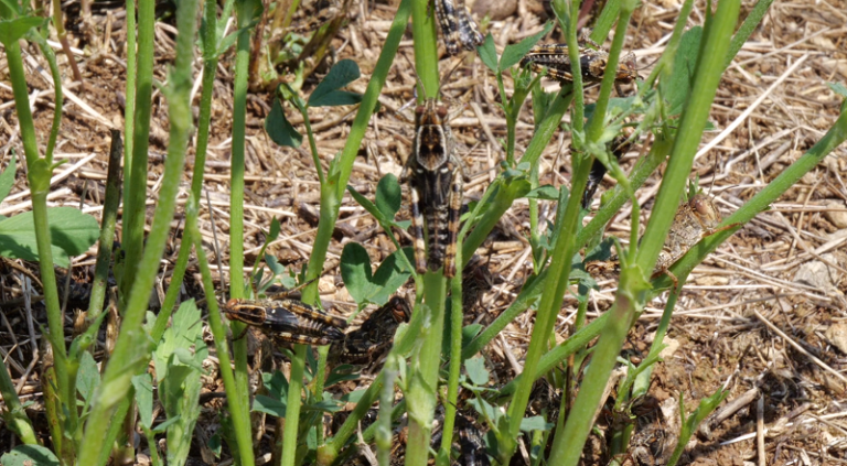 Karkaleci “ha” Belshin (VIDEO)