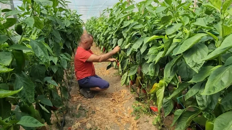 Bujqësia nuk njeh më rritje, edhe blegtoria në krizë