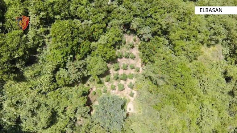 Elbasan/Policia zbulon kanabis, arrestohet një person