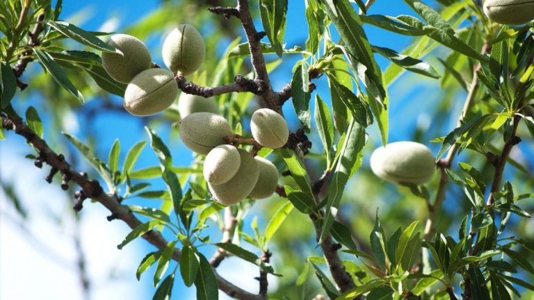 Bajamet e Njoma Shqiptare – Vlerat Befasuese Për Shëndetin