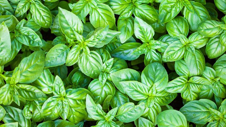 Borziloku – Vetitë e Forta Kundër Fryrjes së Stomakut dhe Dhimbjeve Muskulare