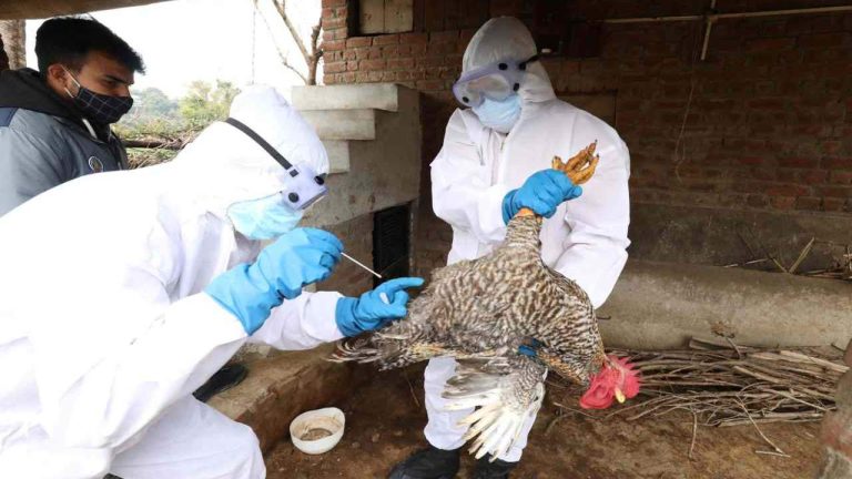 Gripi i shpendëve! Zgjerohet harta e infektimit. Po gjurmohen vezët, nuk dolën në treg