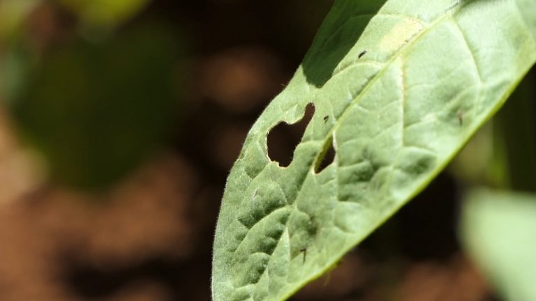 Karkaleci, problem i fermerëve në Belsh! Në zonën e Dumresë banorët kërkojnë zgjidhje, po ju shkatërron të mbjellat