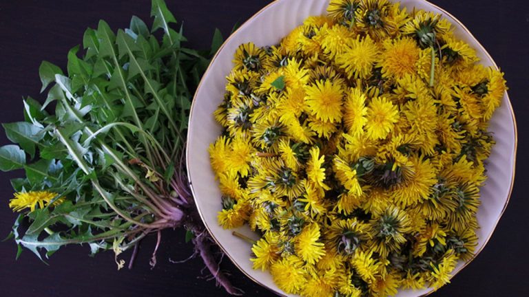 Rrënja e Lulerradhiqes – Si ta Përdorni për Pastrimin e Organizmit