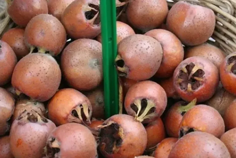 Ushqimet që nuk duhet t’i hash kurrë esëll ose me stomakun bosh