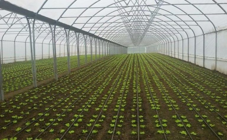 Lehtësohen procedurat e ndërtimit për objekte bujqësore