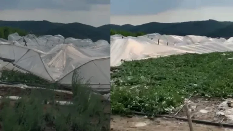 Stuhia e fortë përfshin Cërrikun, shkatërrohen tërësisht serat dhe të mbjellat