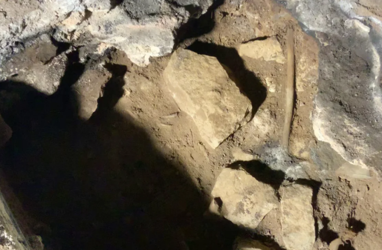 Rituali 12 000-vjeçar i transmetuar 500 breza, më i vjetri në botë