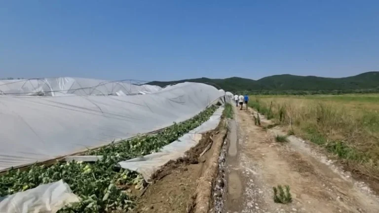 Dëme nga Stuhia/ Era e fortë dhe shiu dëmtuan rëndë fermerët në Cërrik