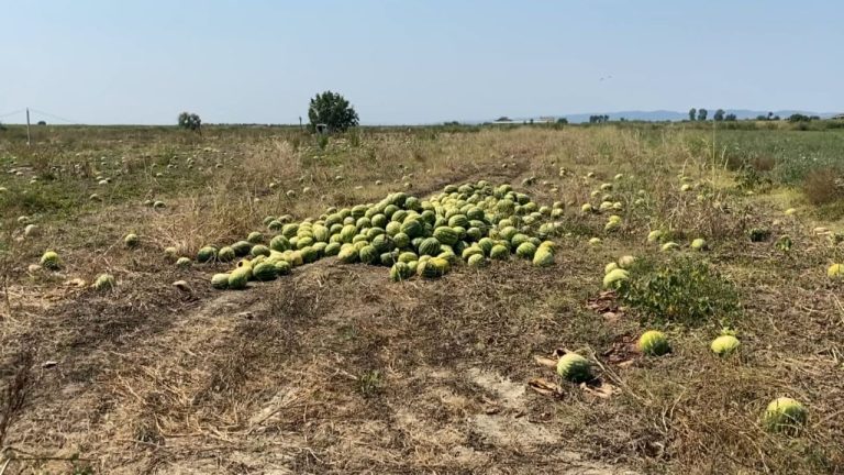 Shalqiri po kalbet! Lushnjë, fermerët e lënë në fushë sepse nuk ka treg për shitje