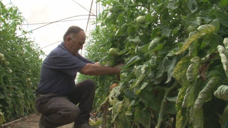 Kritika për sigurinë ushqimore, raporti i Progresit i BE-së për Shqipërinë vë në dukje dobësinë e sistemit të kontrollit