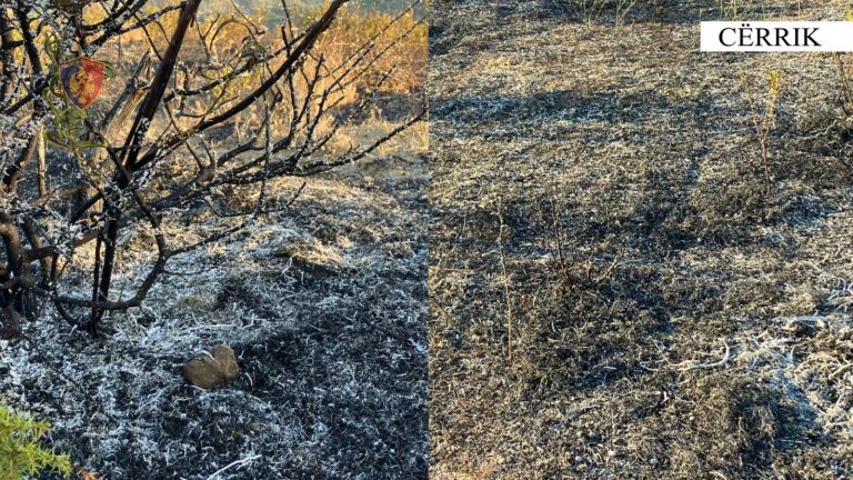 Cërrik/ Dogji një sipërfaqe me shkurre, arrestohet 67-vjeçari