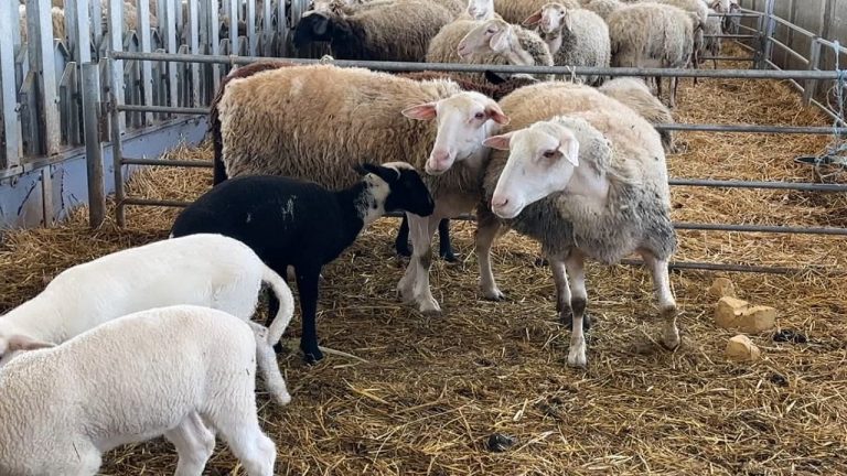 Asnje rast me murtajën e kafshëve ne Elbasan/ Alarm në vendet fqinje, Task Forcë në Qafë Thanë