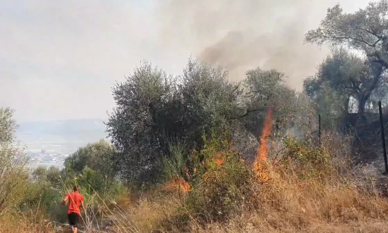 Zjarr i përmasave të mëdha në kodrat me ullinj në Elbasan