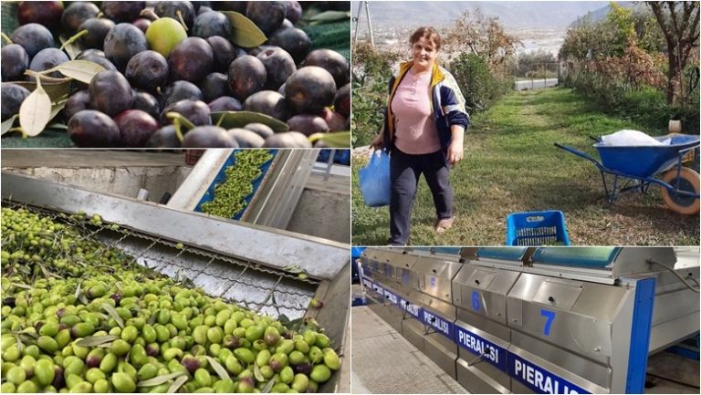 Vaji i ullirit mbetet sërish stok, eksportet bien 75%