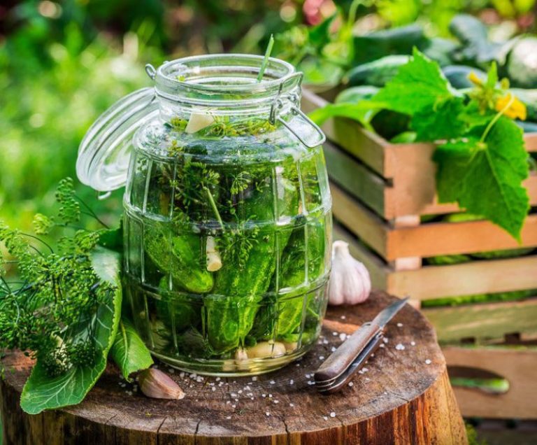 Lëngu i Turshisë – Përfitimet Direkte në Organizëm