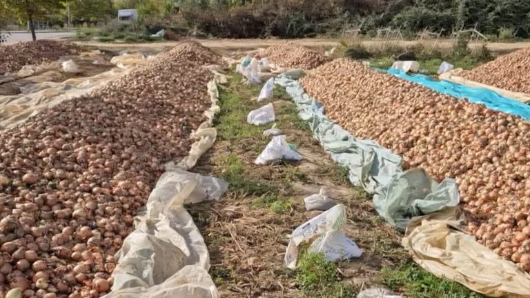 Qepët në Korçë kalben që në tokë, fermerët dyshojnë se këtë vit i dëmtoi fara e keqe që përdorën për mbjellje