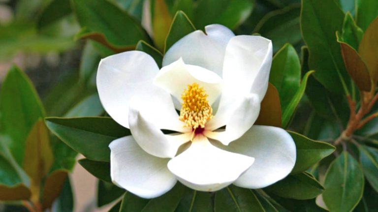 Manjola – Lulet e Bardha që bëjnë Mrekulli