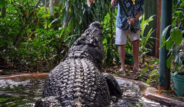 5.48 metra i gjatë dhe 110 vjeç, ngordh krokodili më i madh në robëri