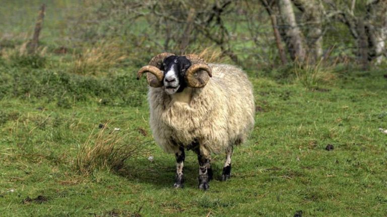 E rëndë në Librazhd, 75-vjeçarja goditet për vdekje nga dashi