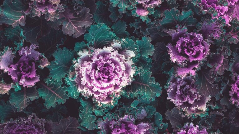 Perimja më e Çmuar për Shëndetin e Trurit Edhe në Moshë të Thyer