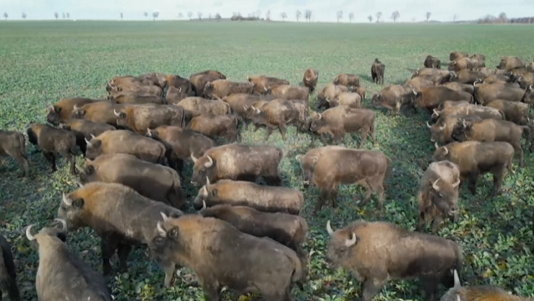 Tufa më e madhe e bizonëve evropianë kullot në kufirin mes Polonisë e Bjellorusisë (fotot)