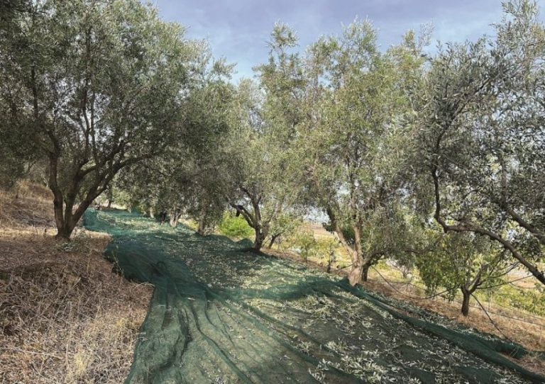 Bie prodhimi i ullirit në Berat, fermerët: Viti i vështirë, plehrat kanë çmime të larta