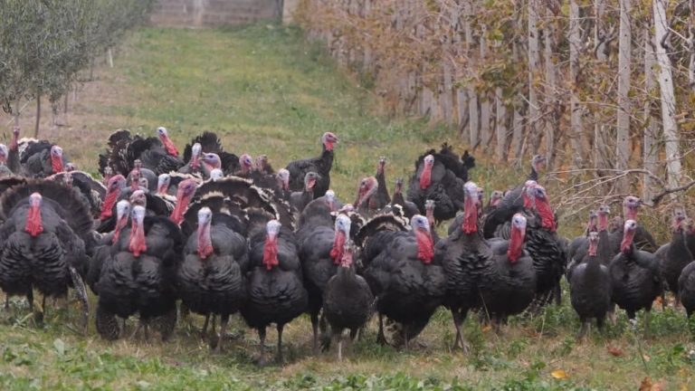 Frenon çmimi i gjelit/ Rritësit e shpendit preferojnë të mos “luajnë” me kostot, zbulohet arsyeja