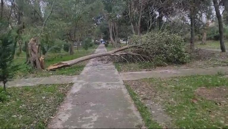 (Video)Elbasan/ Era e fortë rrëzon pemët