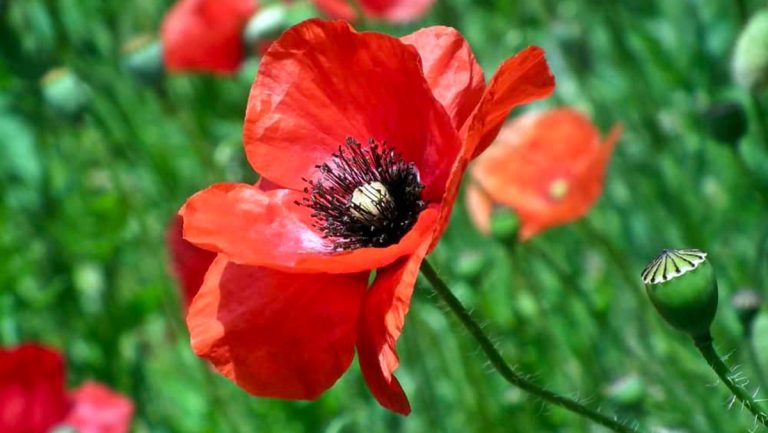 Mënyra e Përgatitjes së Çajit të Lulëkuqes Kundër Pagjumësisë