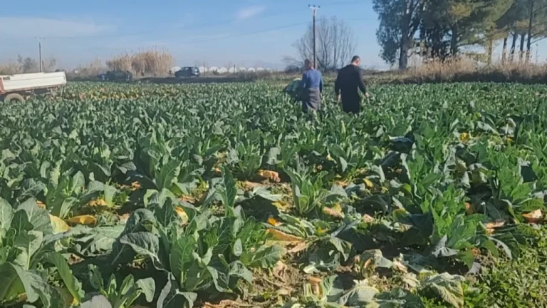 Më shumë tokë, më pak para/ INSTAT: Fermerët punuan sipërfaqe më të mëdha, por fitimet ishin më të ulëta