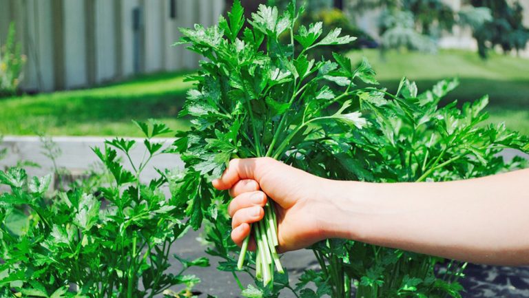 Bimët më të Mira Shëruese që Pastrojnë Gjakun