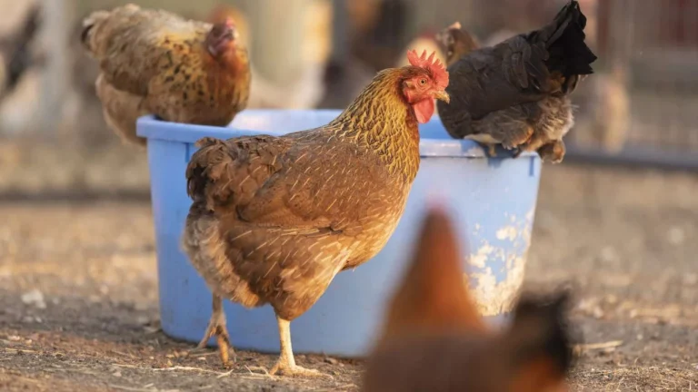 Pasojat e gripit të shpendëve, zgjerimi i vatrave të infektimit mund të rrisë sërish çmimin e vezëve