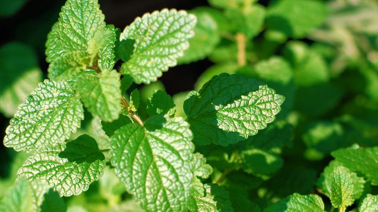 Mentja – Bima me Efekte Terapeutike të Provura Shkencërisht