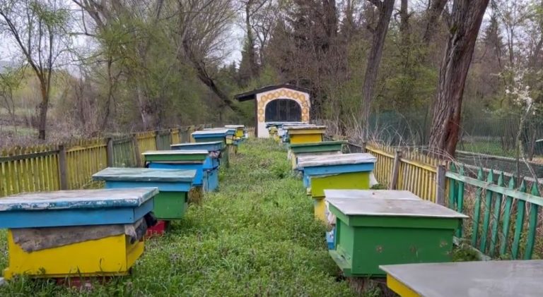 Ndryshimet e temperaturave dhe lagështirës/ Moti i paqëndrueshëm ndikon negativisht në zhvillimin e kolonive të bletëve