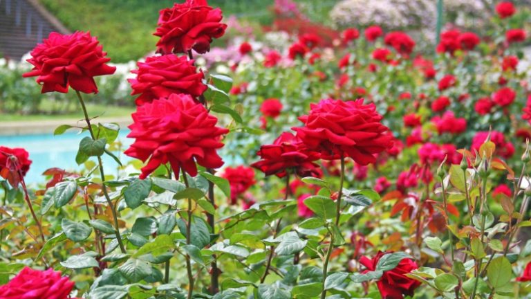 Vlerat Unike të Petaleve të Trëndafilit