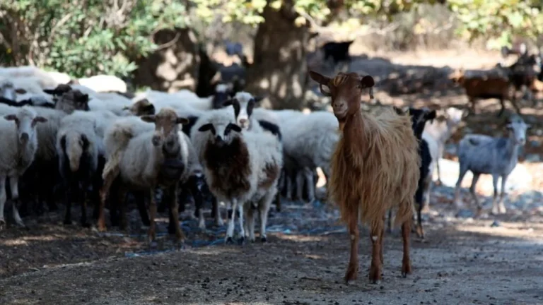 Konfirmohet një vatër murtaje në Maliq, do të asgjësohen 192 kafshë! Rrezikohen 5000 krerë në fermat afër zonës