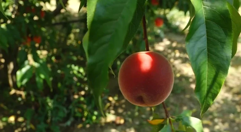 Shtrenjtohet pjeshka! Ngricat e pranverës dëmtuan një pjesë të prodhimit dhe solli rritje të çmimit